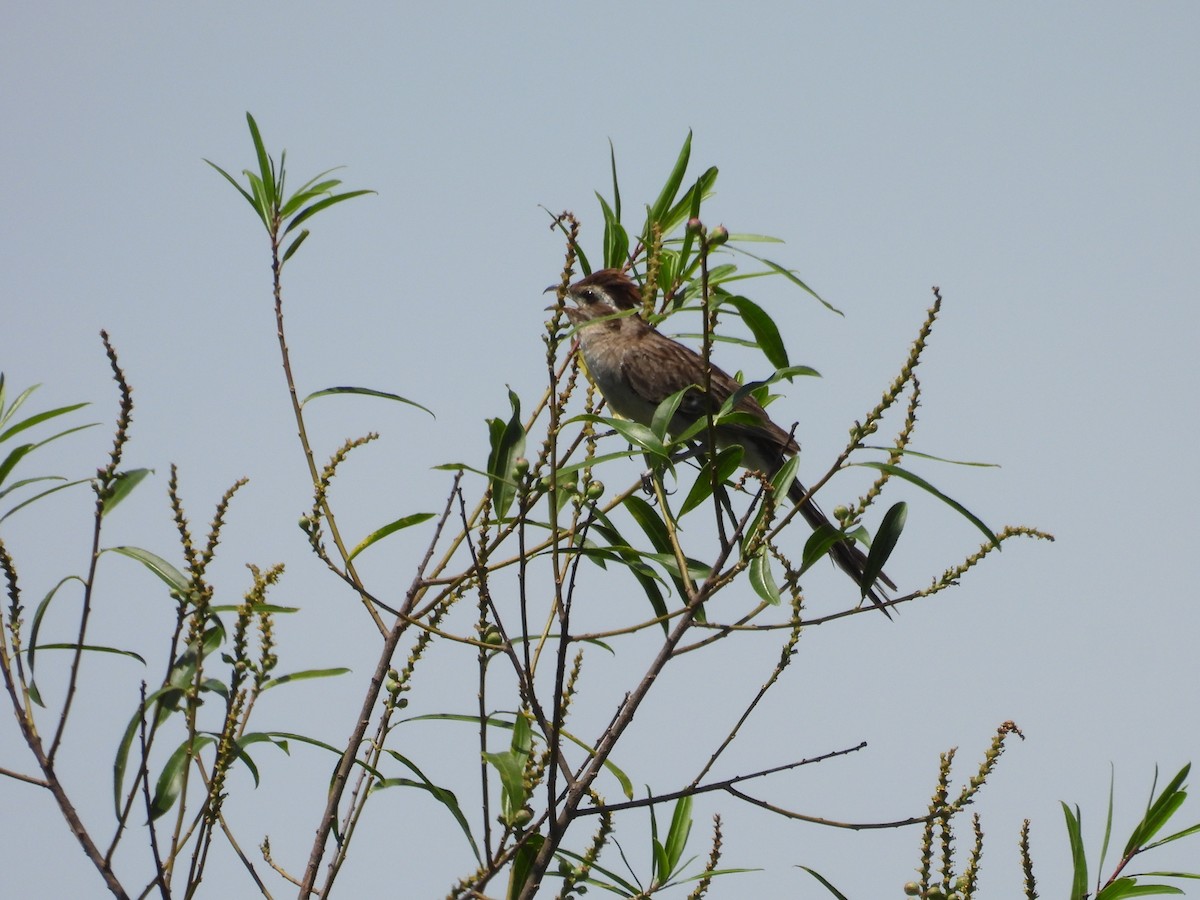 kukačka žíhaná - ML646931749