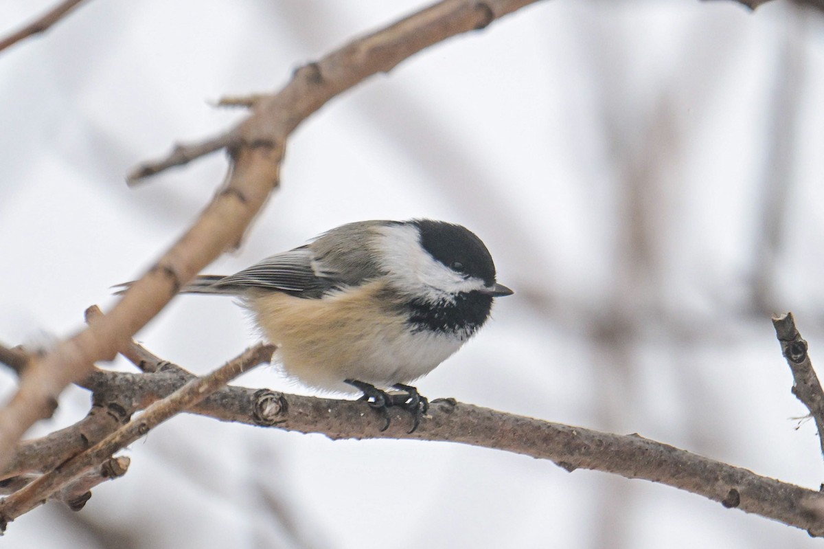 Black-capped Chickadee - ML646931753