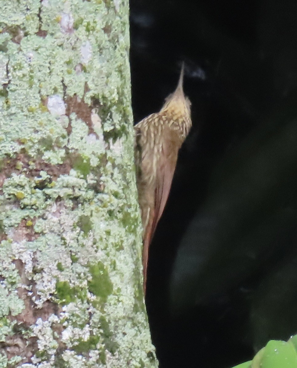 Streak-headed Woodcreeper - ML646931754
