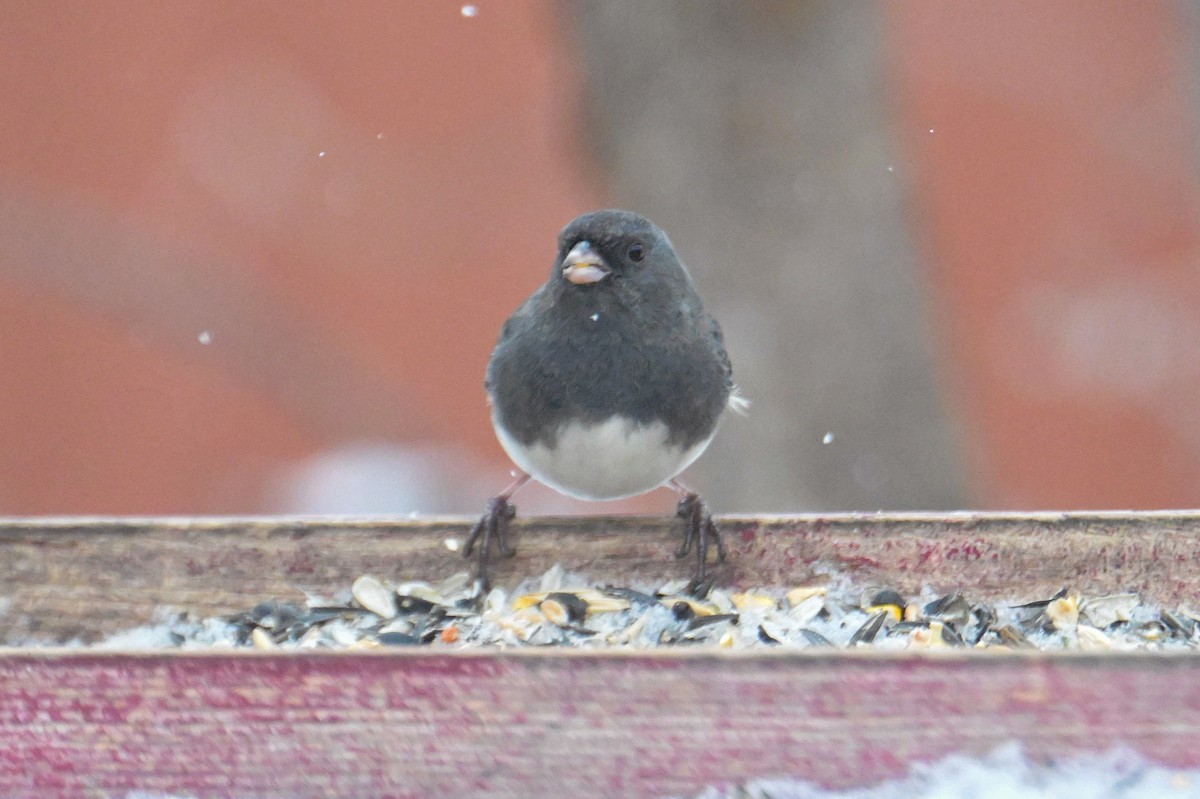 Dark-eyed Junco - ML646931757