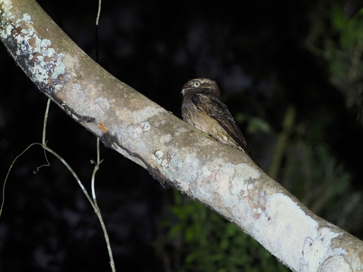 Long-tailed Potoo - ML646931758