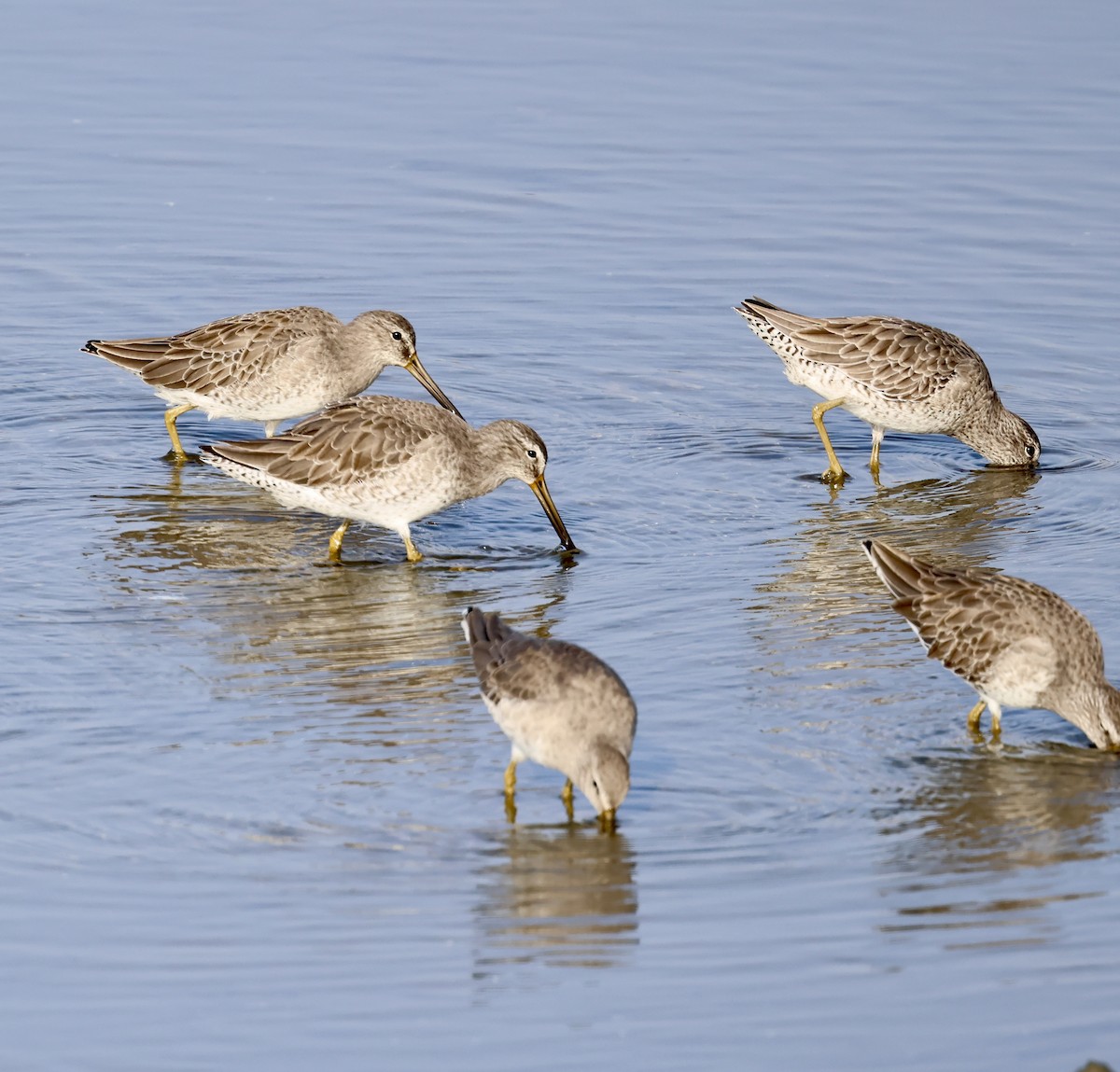 Kısa Gagalı Suçulluğu - ML646931760