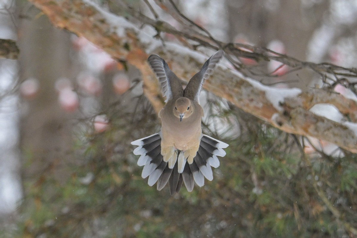 Zenaida arrunta - ML646931777