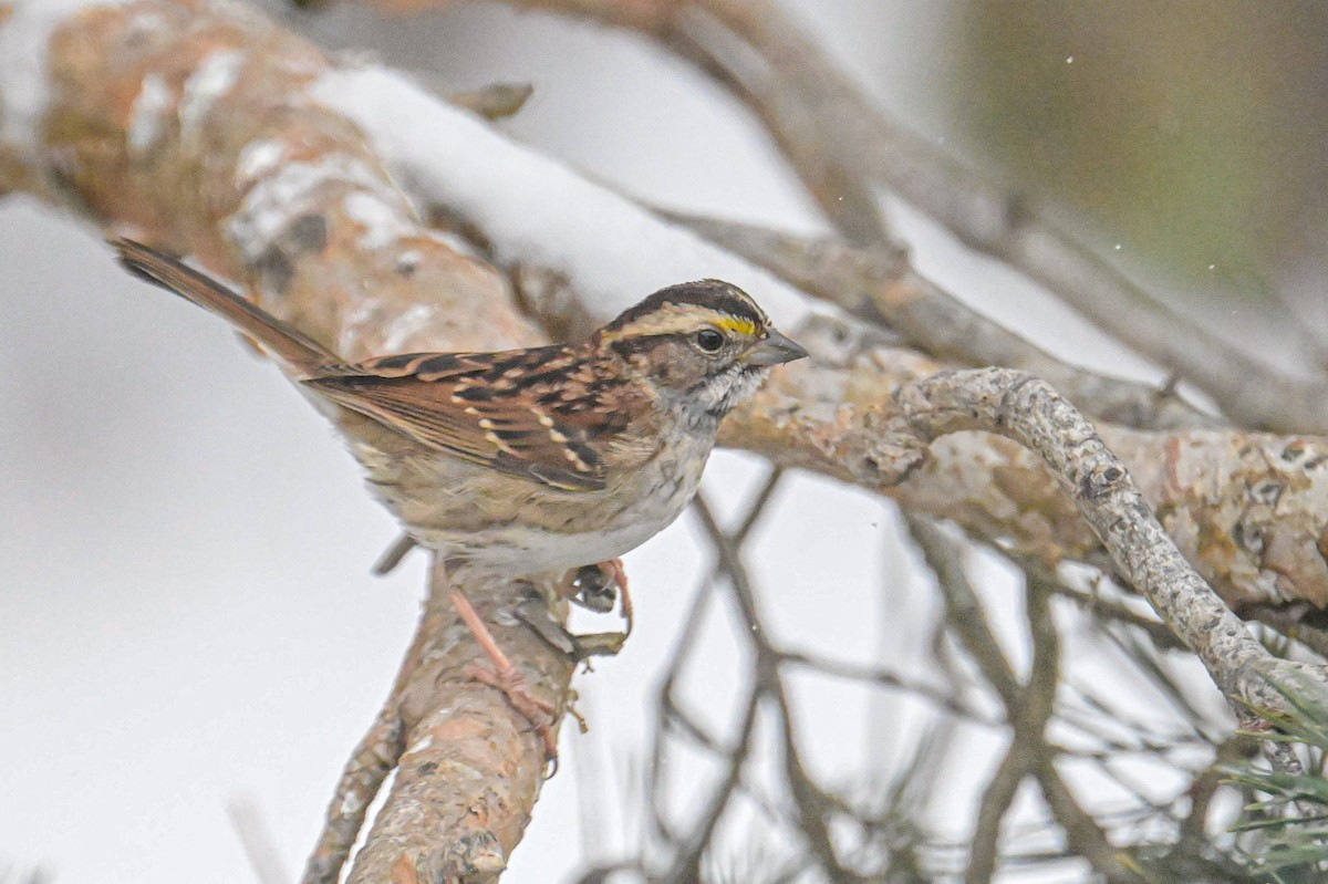 White-throated Sparrow - ML646931781