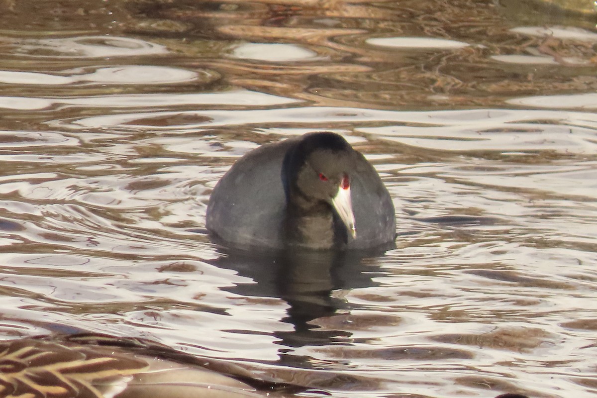 American Coot - ML646931783