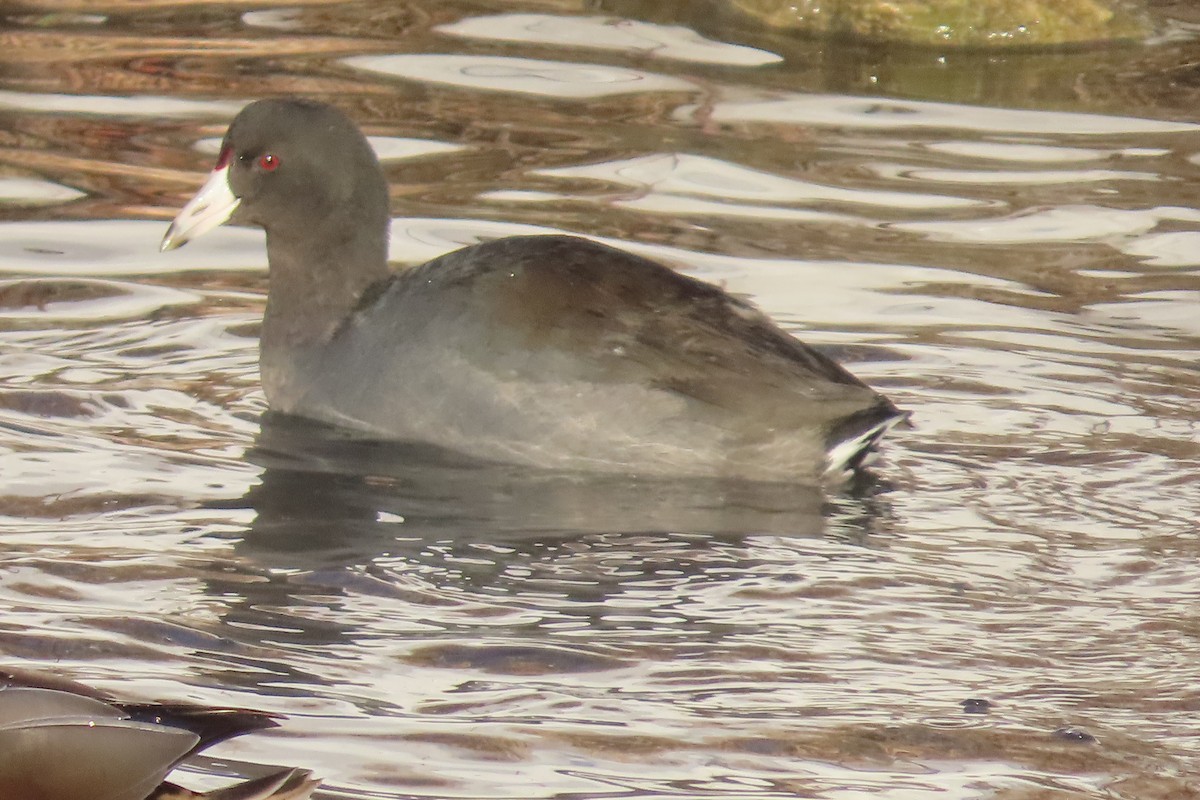 American Coot - ML646931784