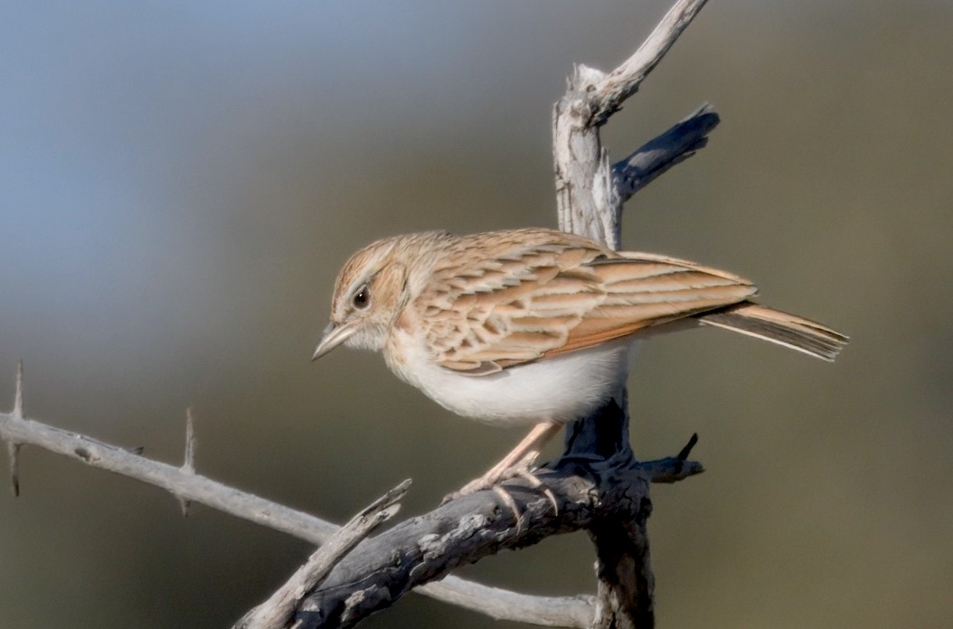 Fawn-colored Lark - ML646931786