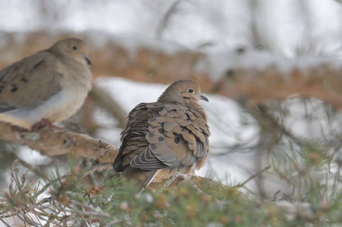 Zenaida arrunta - ML646931787