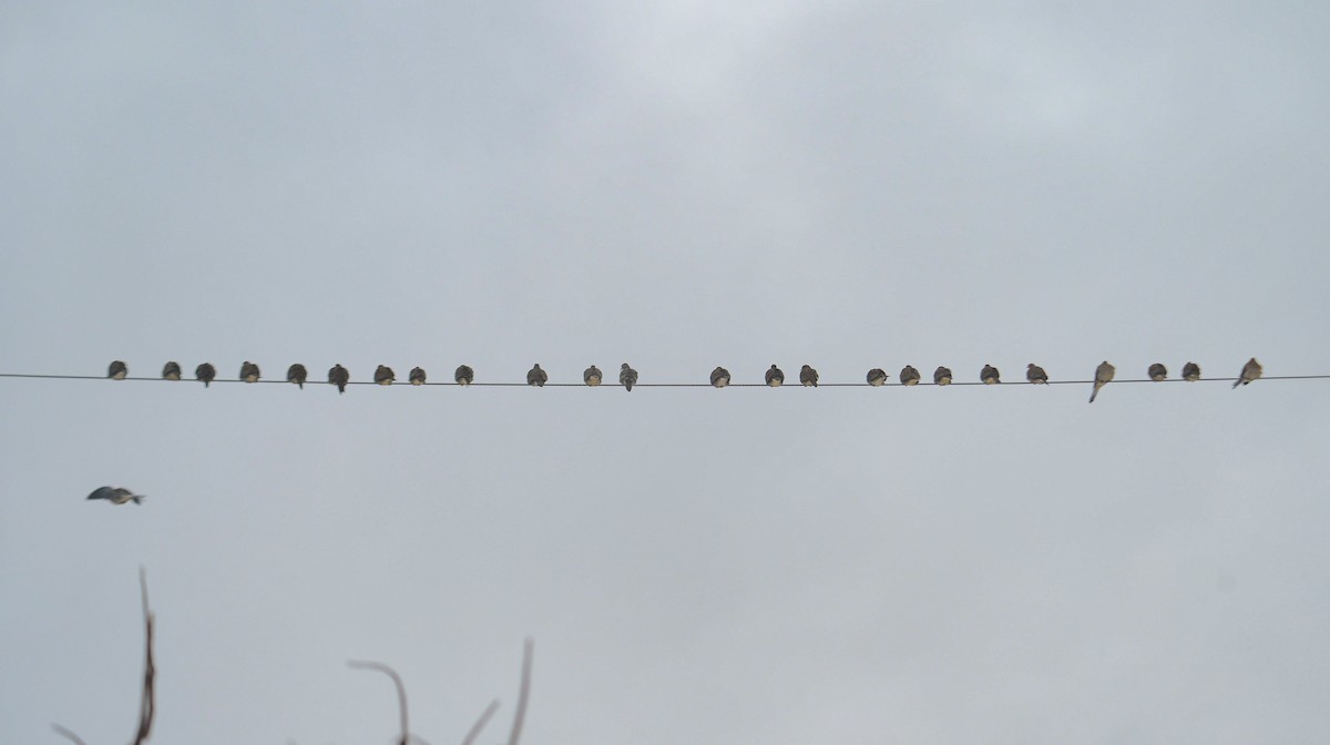 Zenaida arrunta - ML646931788