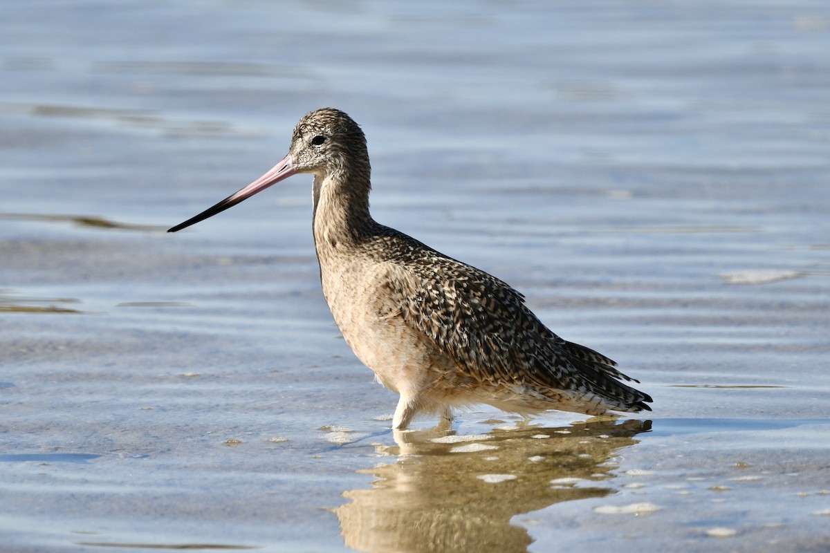 Marbled Godwit - ML646931792