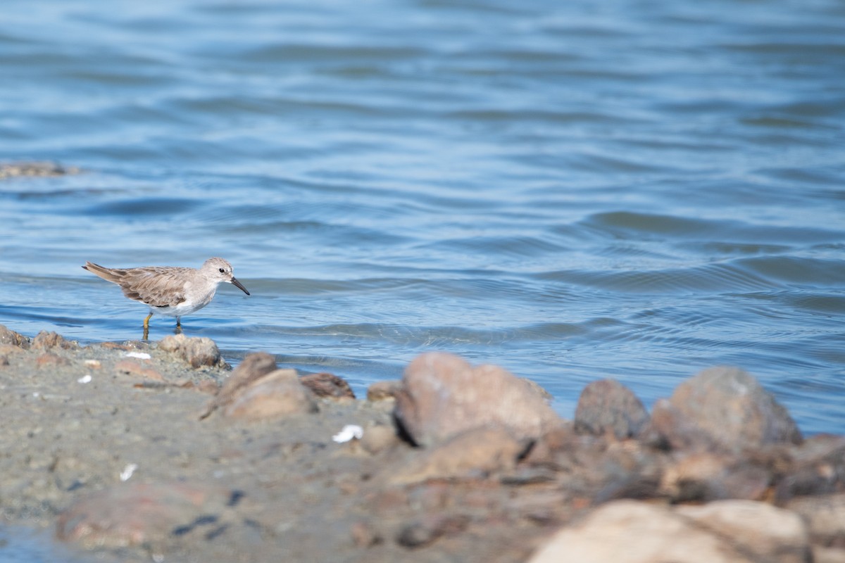 Sarı Bacaklı Kumkuşu - ML646931794