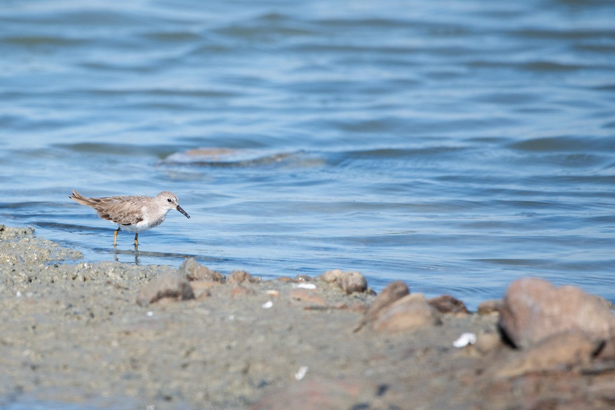 Sarı Bacaklı Kumkuşu - ML646931795