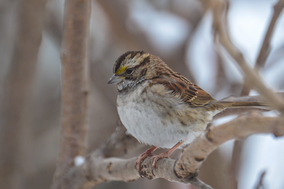 White-throated Sparrow - ML646931799