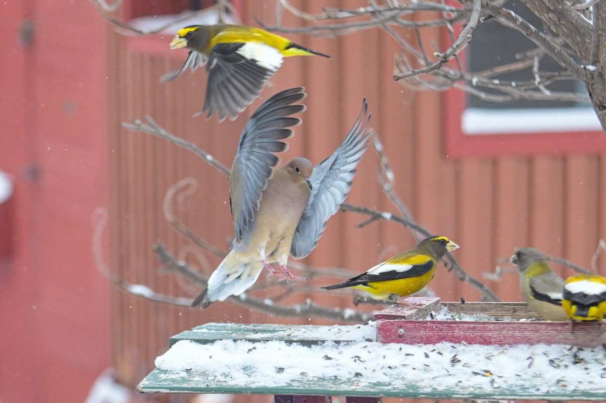 Zenaida arrunta - ML646931800