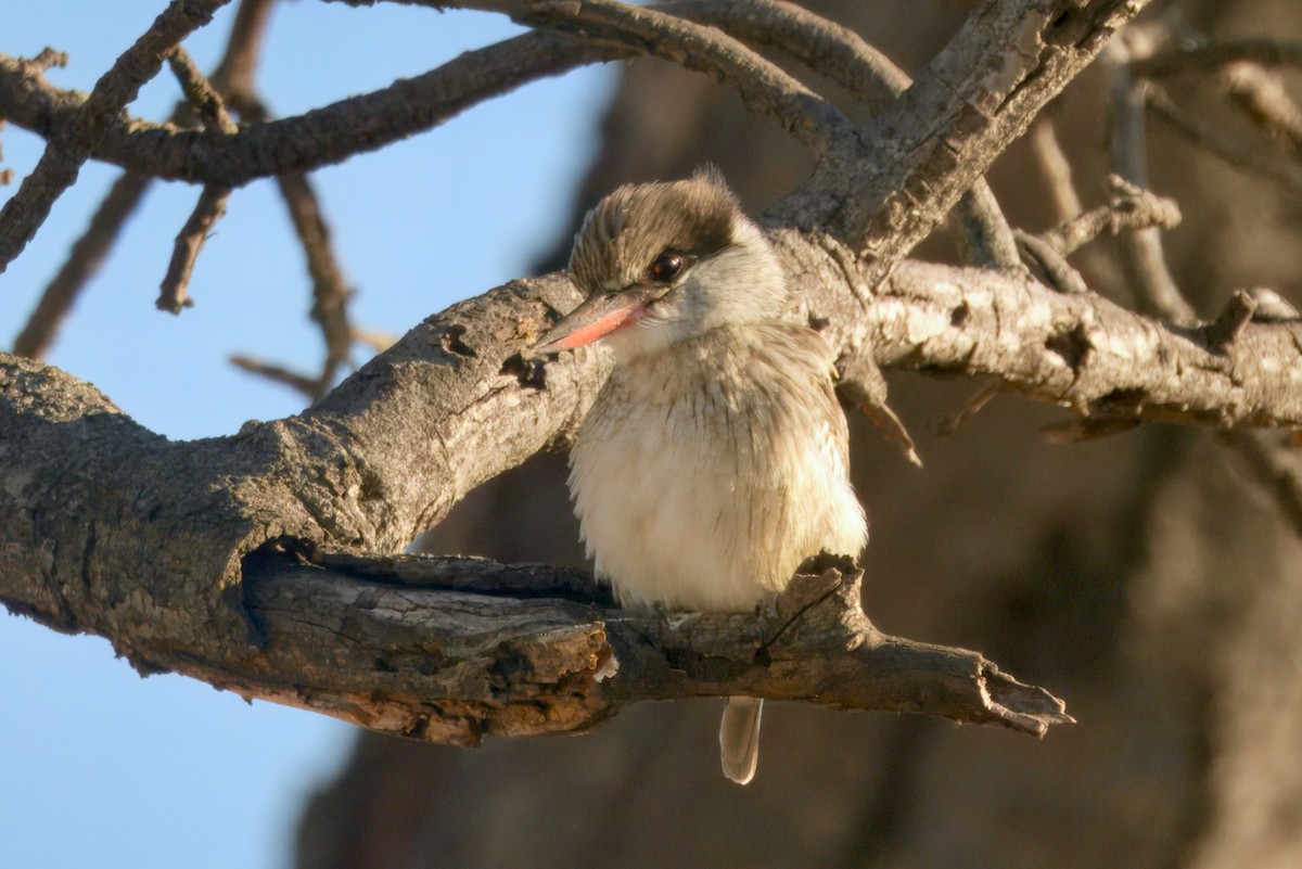 タテフコショウビン - ML646931804