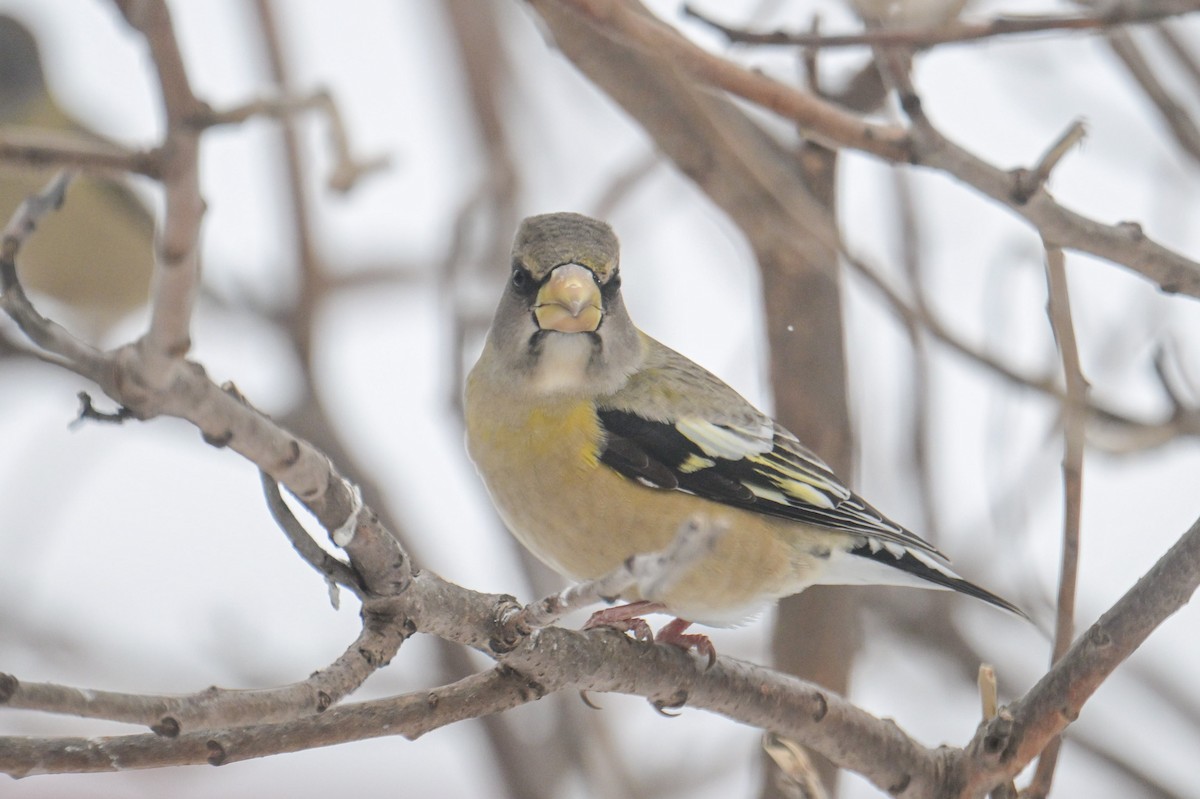 Mokolodi bekainoria - ML646931806