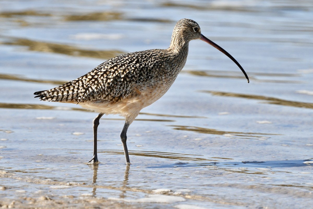 Long-billed Curlew - ML646931809