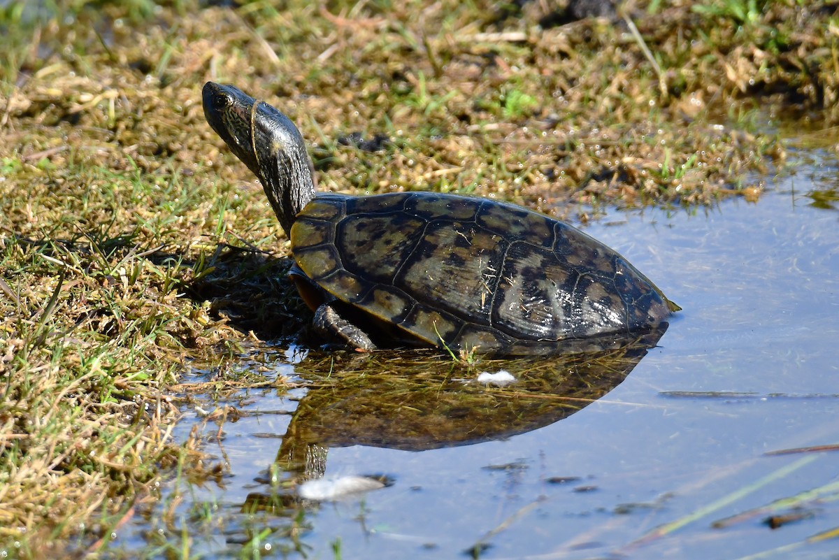 Red-eared Slider - ML646931819