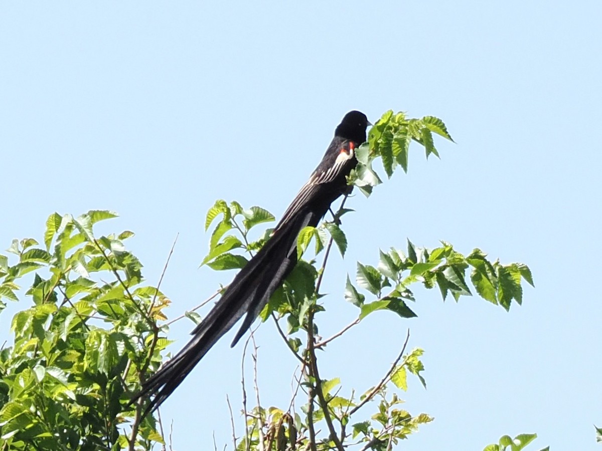 Long-tailed Widowbird - ML646931820