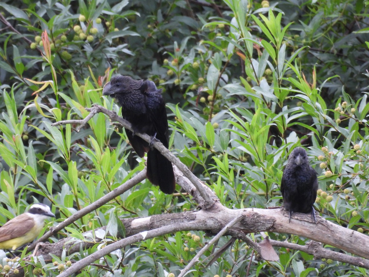 ani tlustozobá - ML646931821