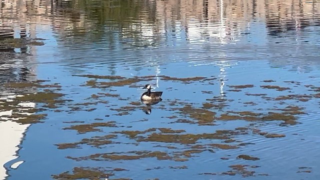 Казарка канадська - ML646931823