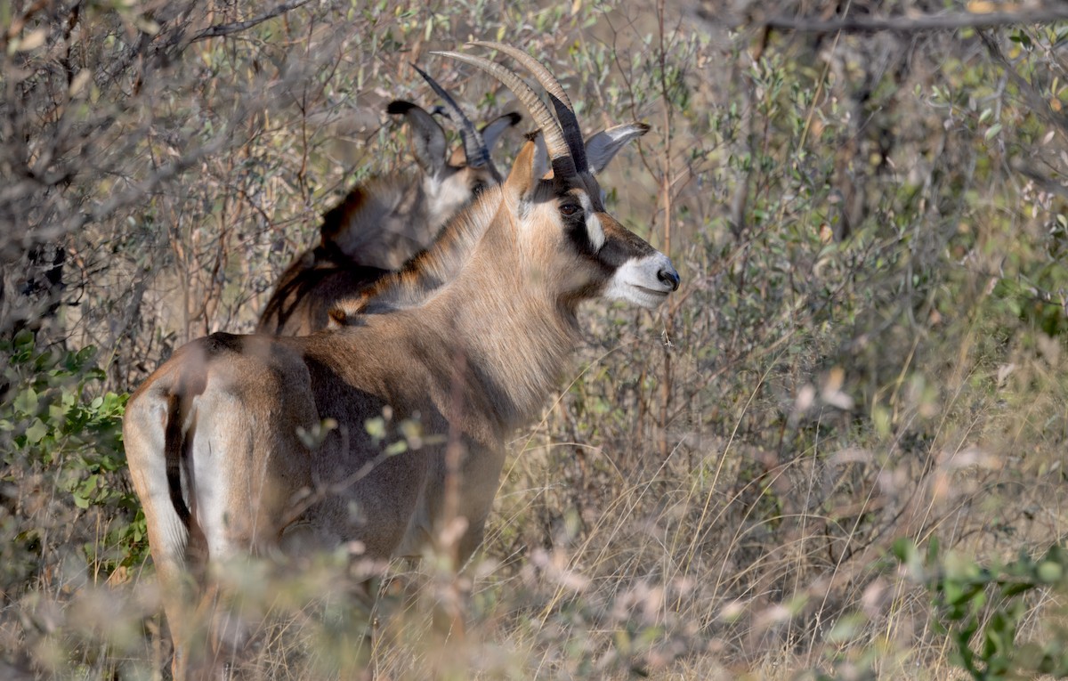 動物界 - ML646931825