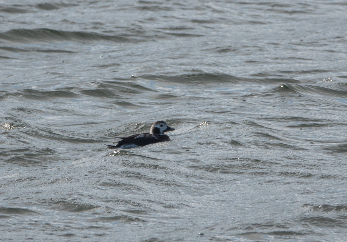 Long-tailed Duck - ML646931829