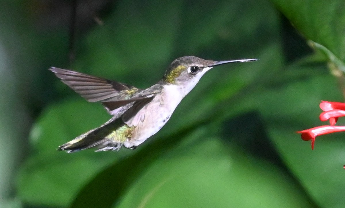 Ruby-throated Hummingbird - ML646931831