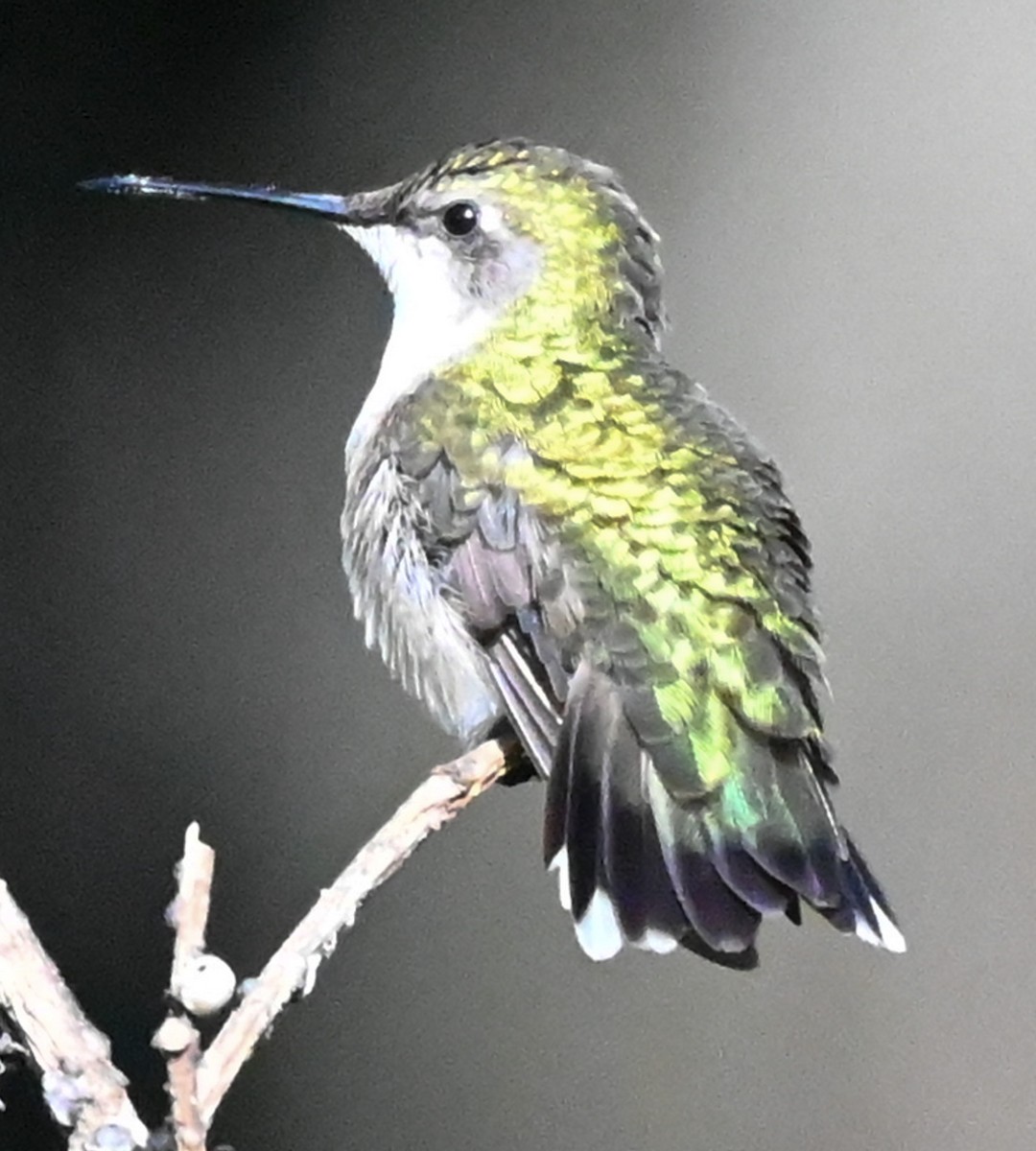 Ruby-throated Hummingbird - ML646931832