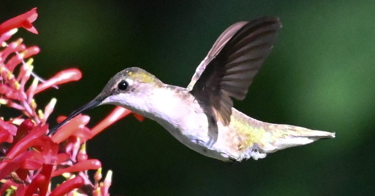 Ruby-throated Hummingbird - ML646931833