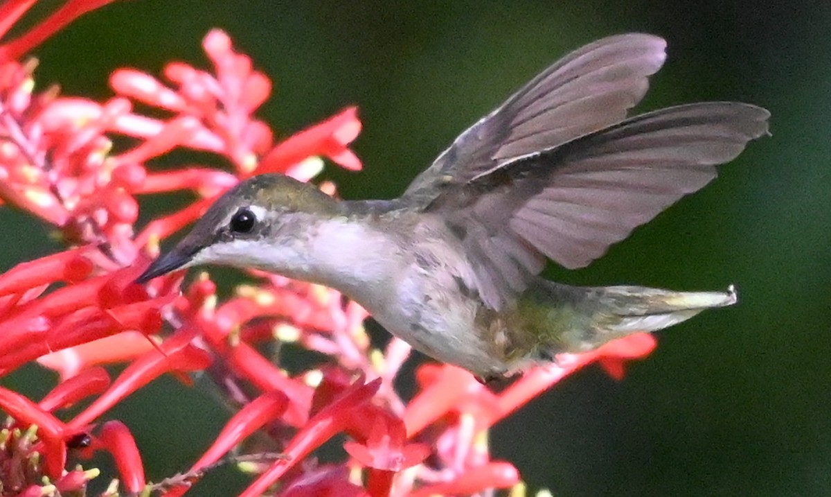 Ruby-throated Hummingbird - ML646931834
