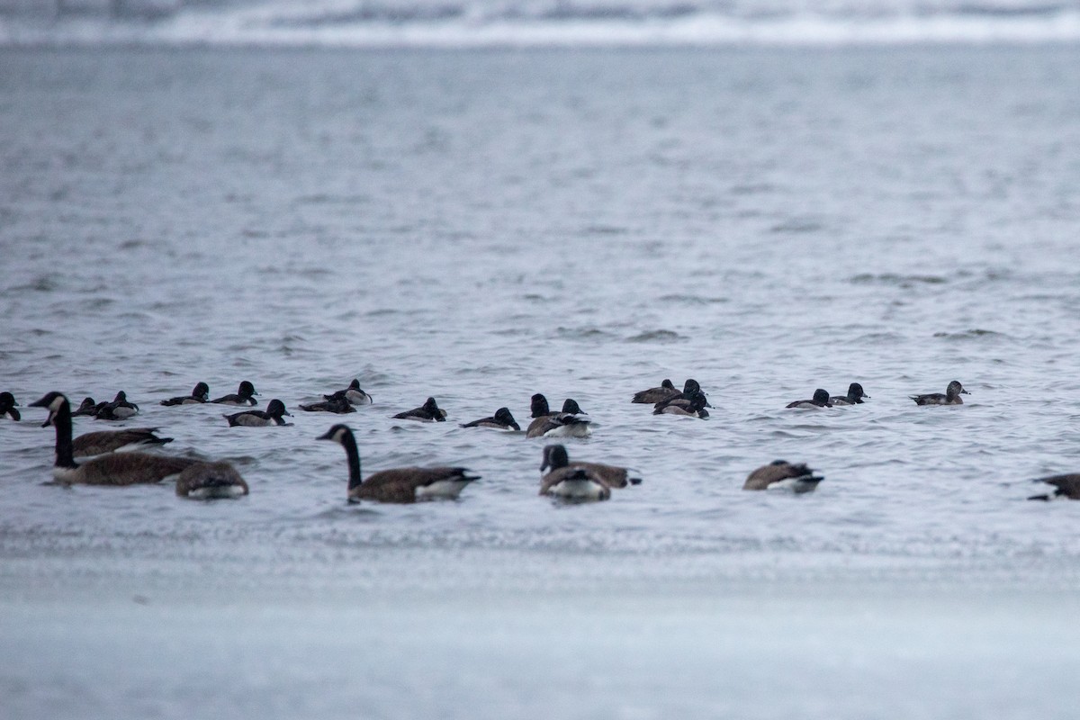 Ring-necked Duck - ML646931836