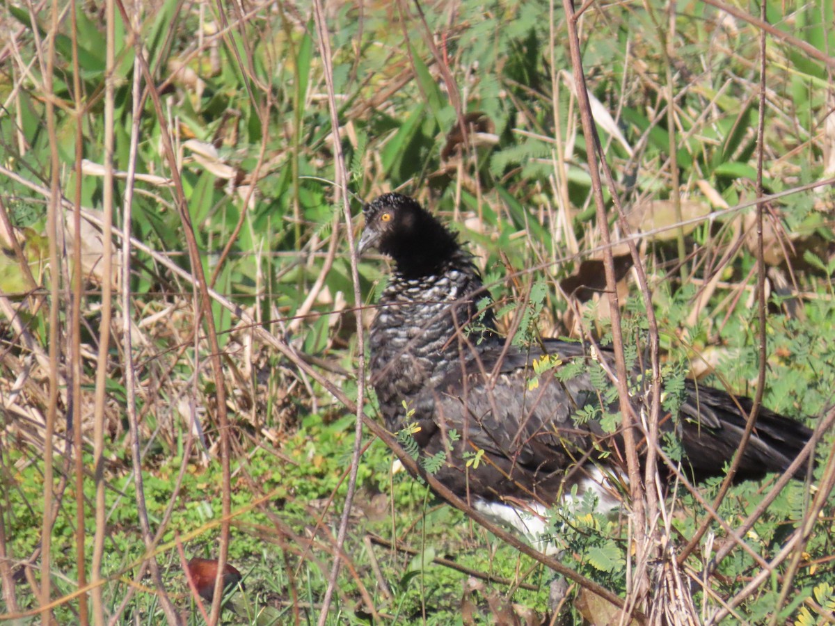Horned Screamer - ML646931837