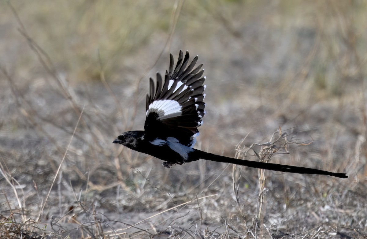 シロクロオナガモズ - ML646931838