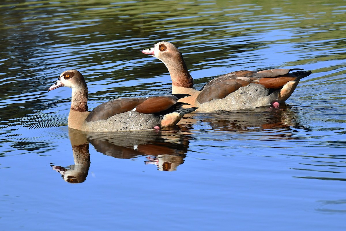Egyptian Goose - ML646931845