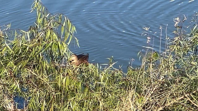 Крижень мексиканський - ML646931846