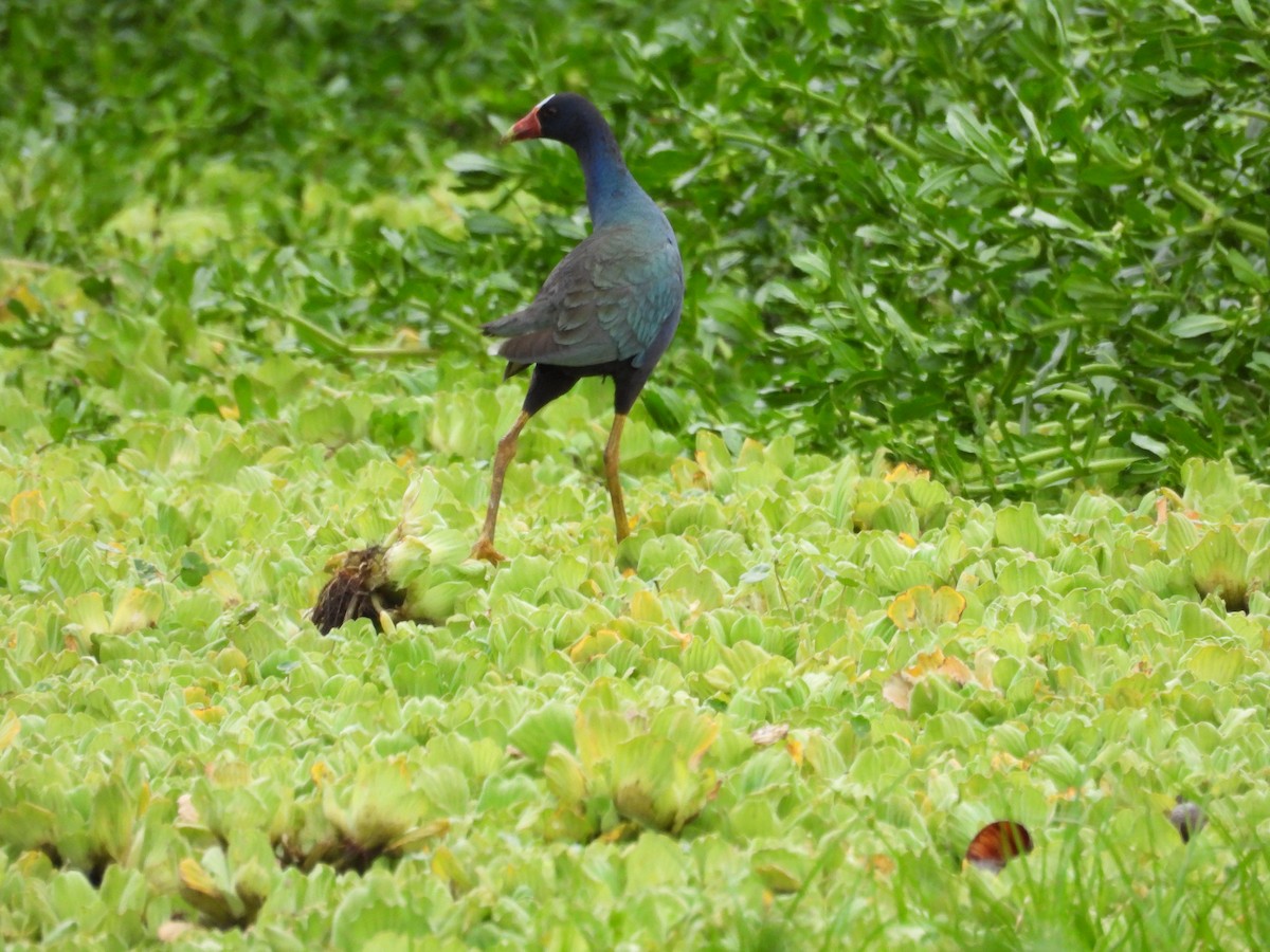 slípka žlutonohá - ML646931847