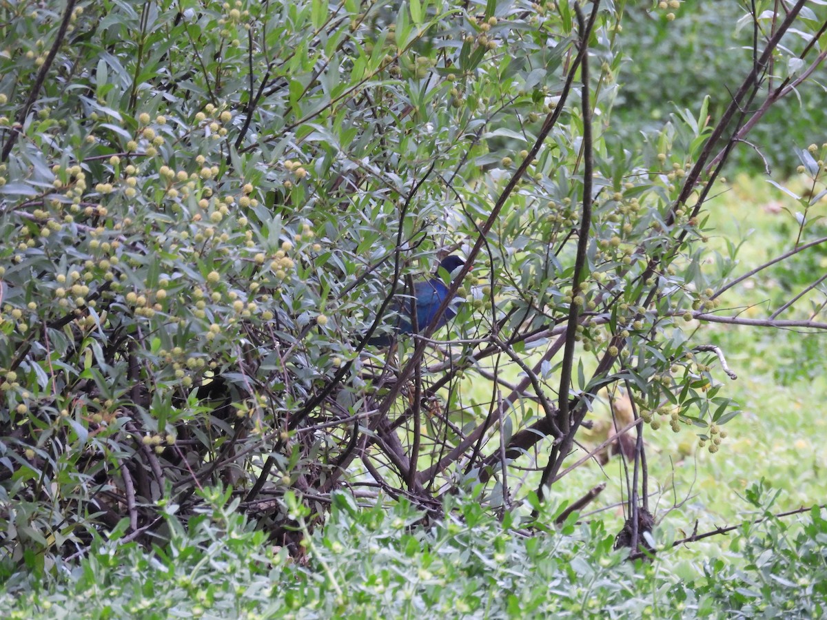 slípka žlutonohá - ML646931848