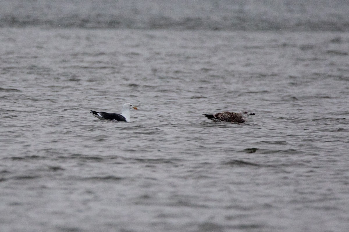 Great Black-backed Gull - ML646931851