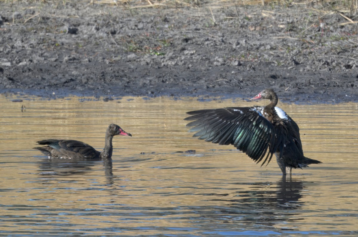 ツメバガン - ML646931856