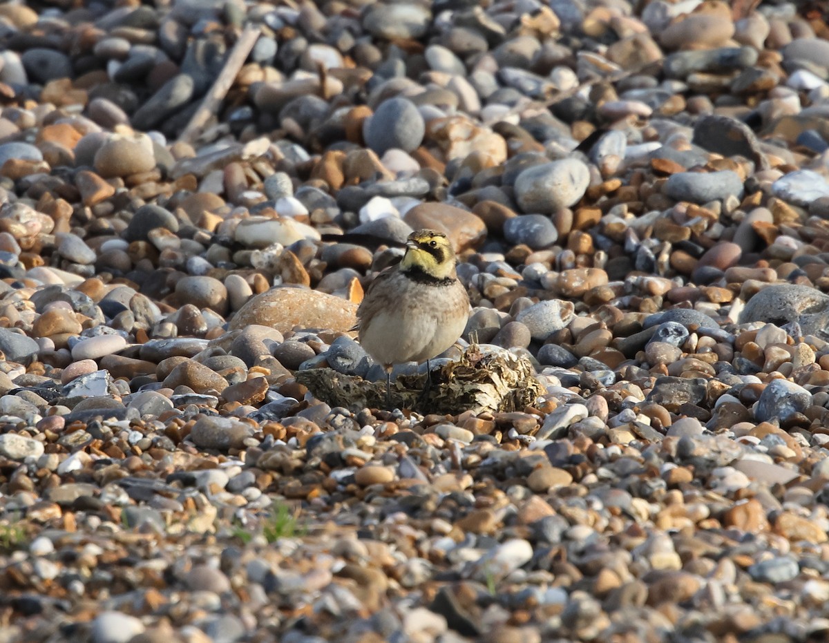 Horned Lark - ML646931858