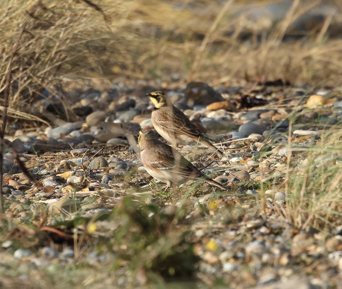 Horned Lark - ML646931859