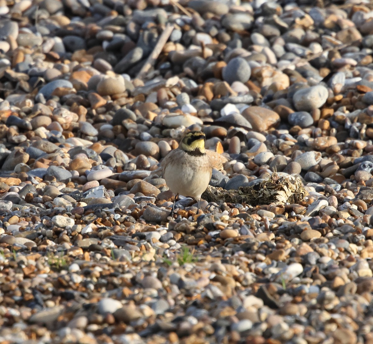 Horned Lark - ML646931860