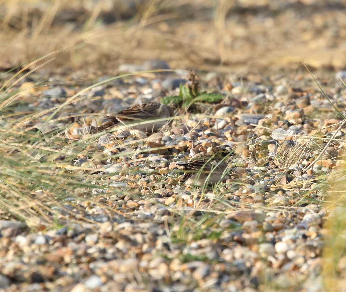 Horned Lark - ML646931861