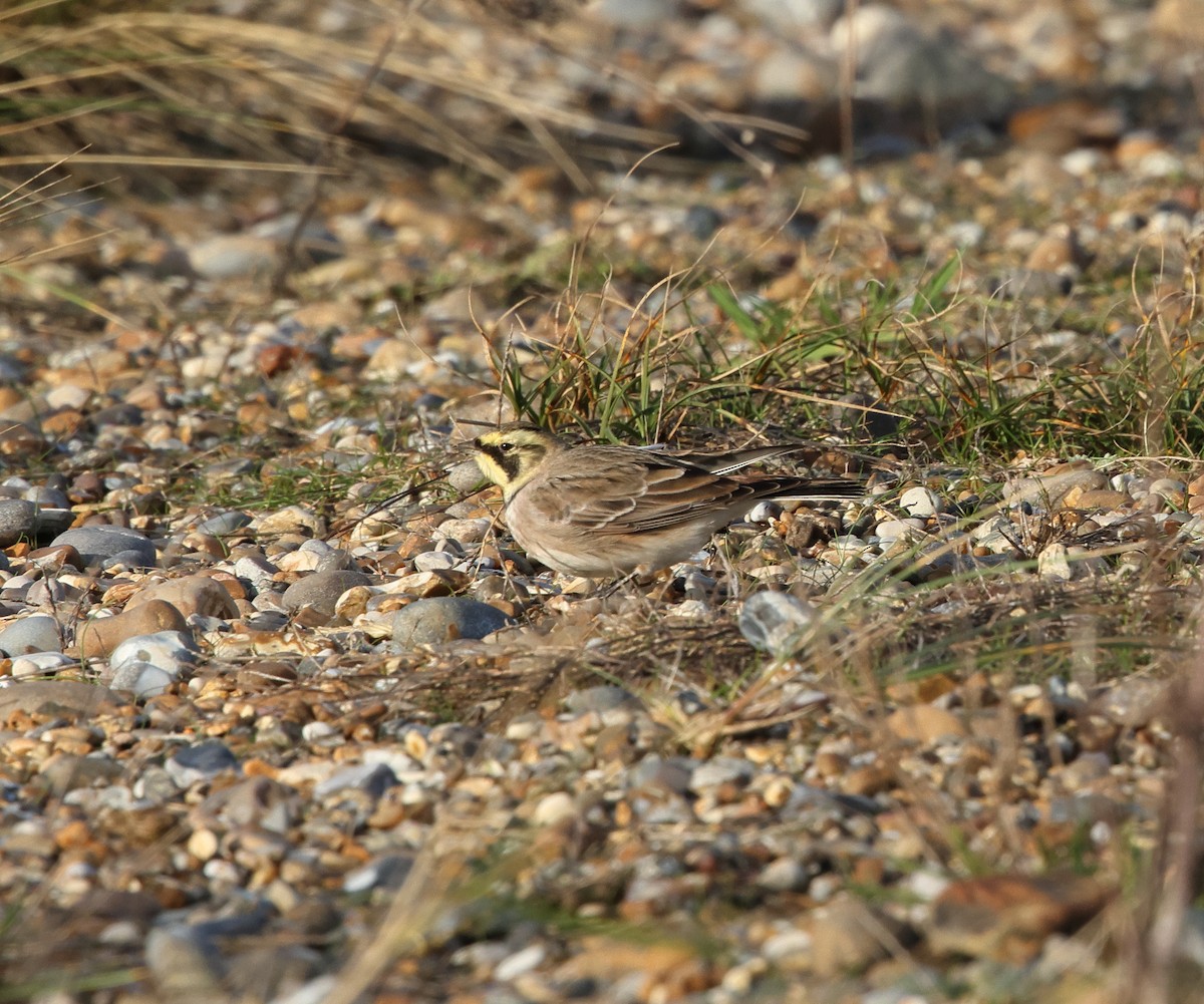 Horned Lark - ML646931862