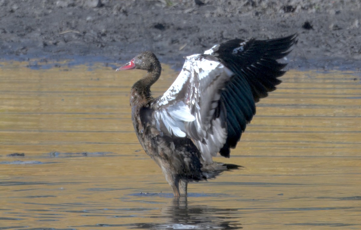 ツメバガン - ML646931863