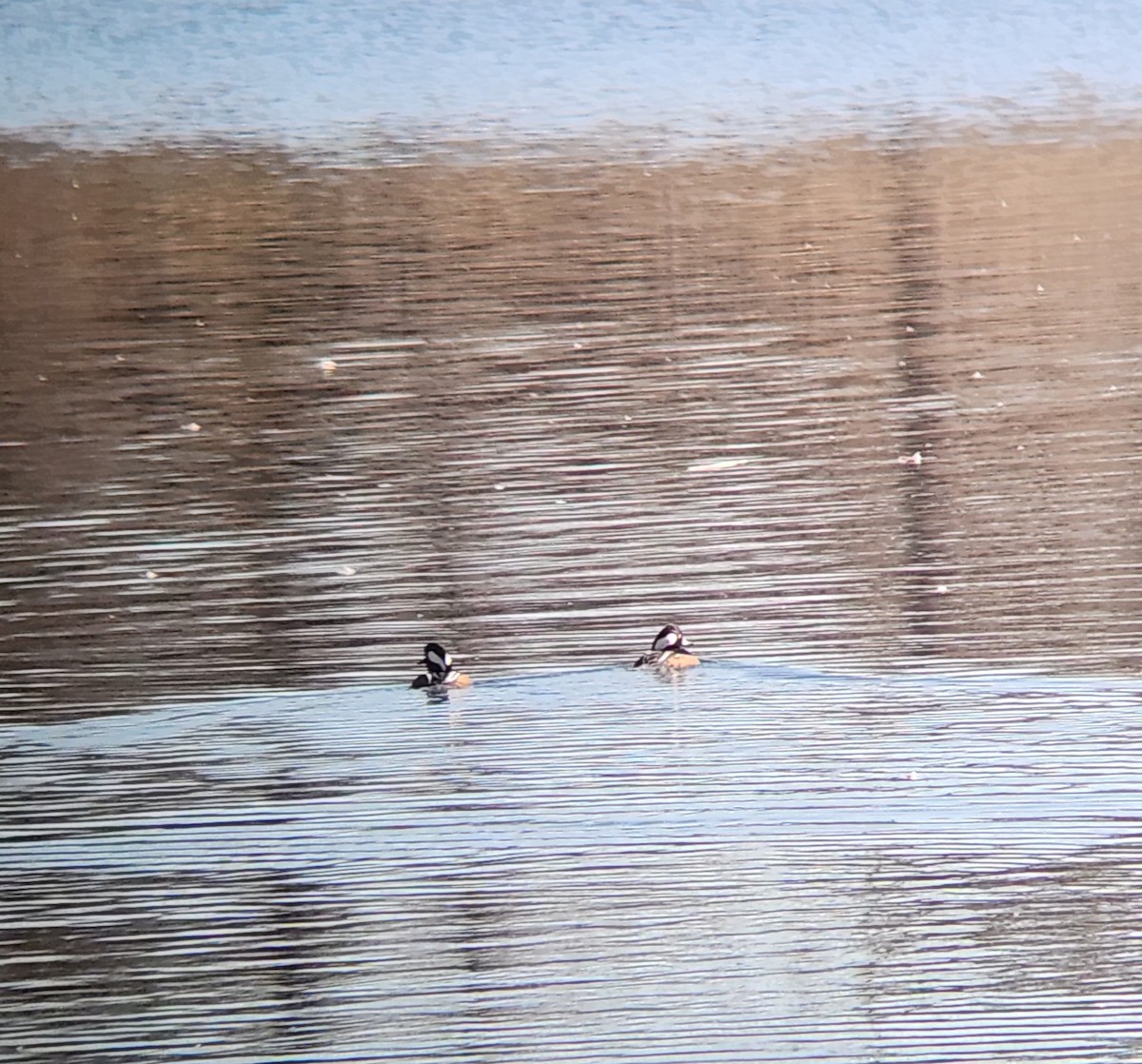 Hooded Merganser - ML646931884
