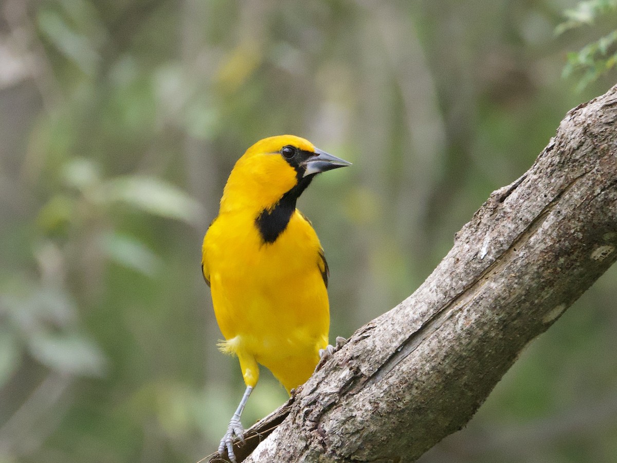 Altamira Oriole - ML646931891