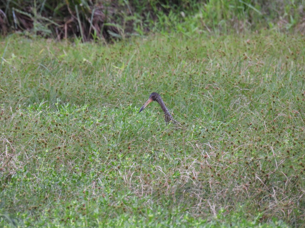 kurlan chřástalovitý - ML646931893