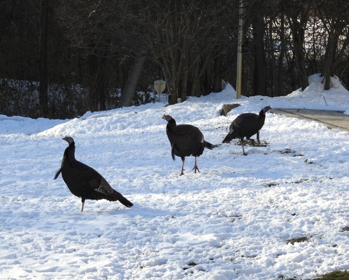 Wild Turkey - ML646931898